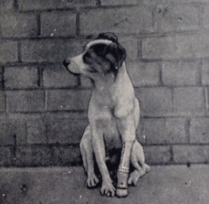dog with “an artificial limb of silver and vulcanite with complete flexible and false paw”